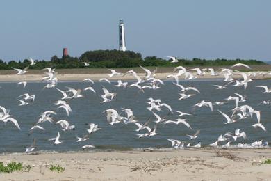Sandee Cape May National Wildlife Refuge Beach