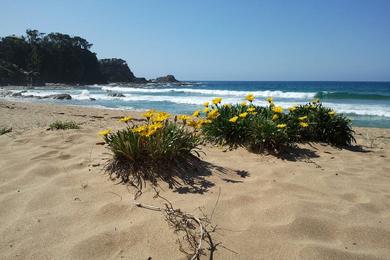 Sandee Malua Beach