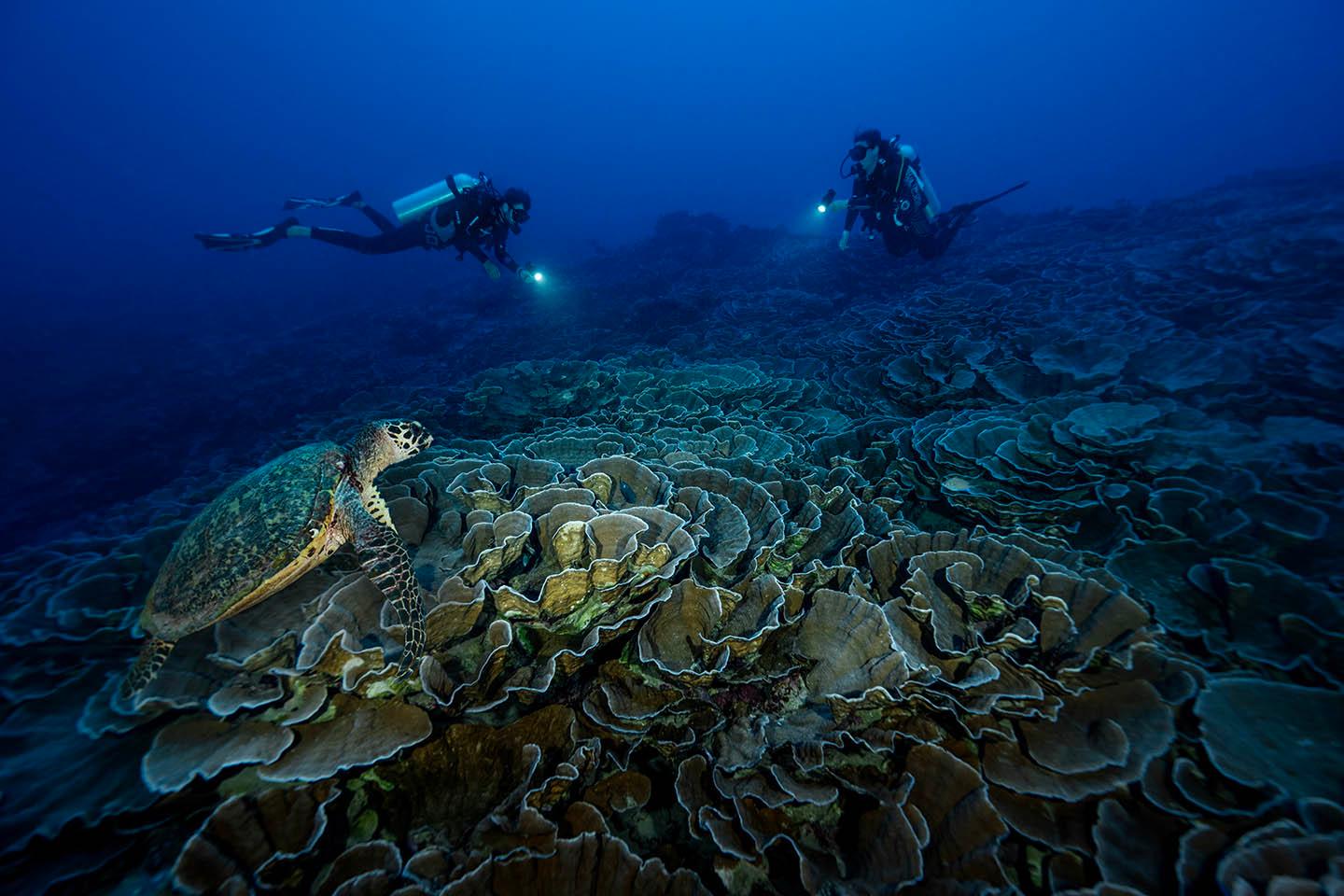 Sandee Mokarran Diving