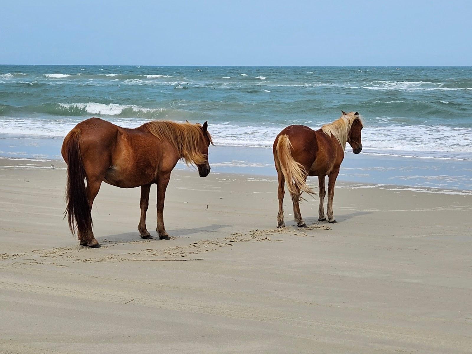Sandee - HomePage / Carova Beach