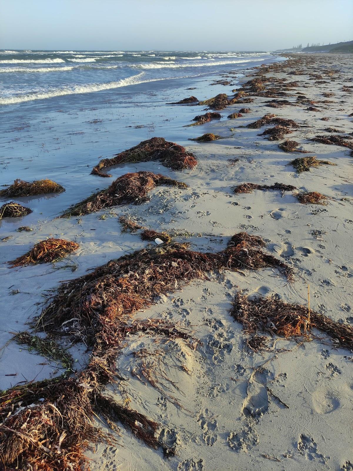 Sandee Dog Beach