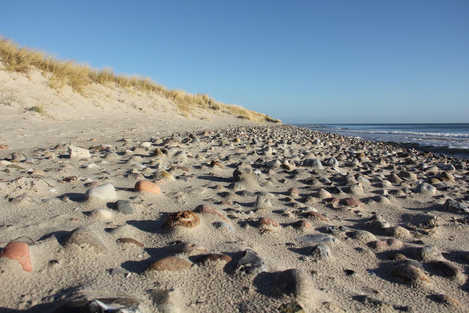 Sandee Hundestrand Lenster