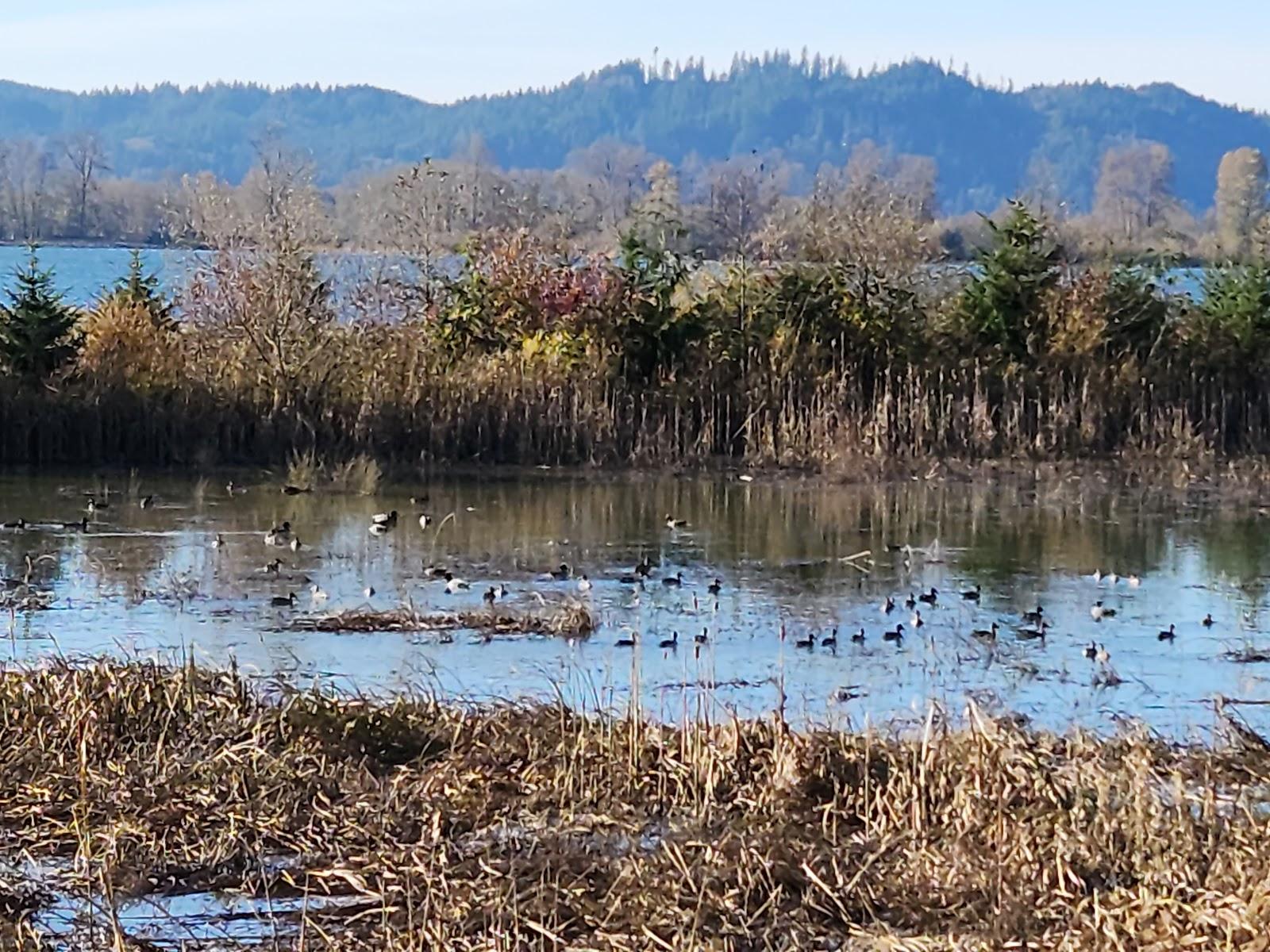 Sandee Julia Butler Hansen Refuge For The Columbian White-Tailed Deer