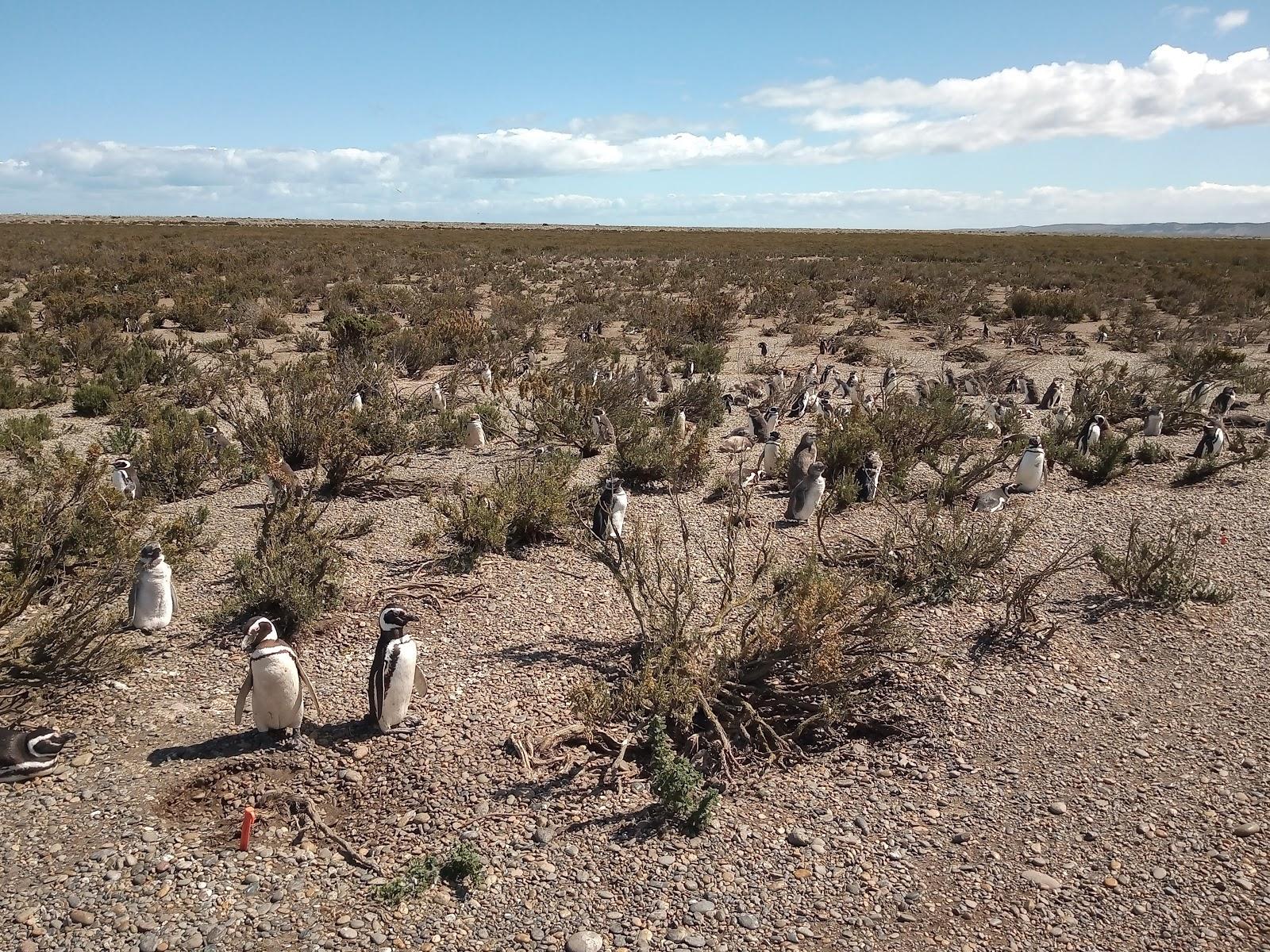 Sandee - HomePage / Argentine Sea