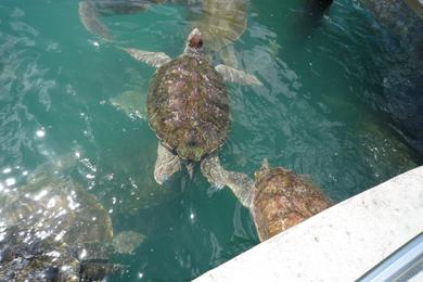 Sandee Boatswain Beach